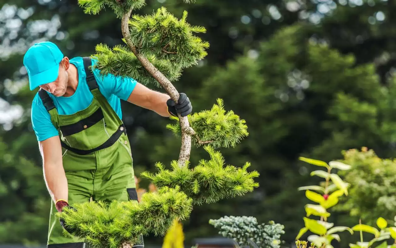 tree health assessment